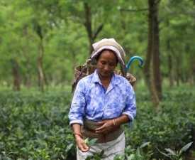 Online Courses Certificate in Tea plantation worker