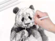 Sketching Course, pencil drawing course