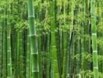 Bamboo Cultivation Technology Course