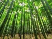 Certificate in Bamboo Cultivation