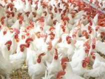 Certificate in Broiler Poultry Farming