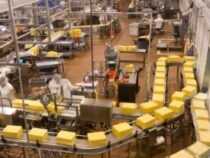 Certificate in Cheese Processing Business