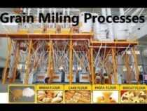 Certificate in Grain Milling & Processing