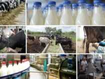 Certificate in Milk Processing Business