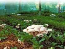 Certificate in Mushroom Cultivation Business Online course