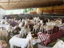 Goat Farming Business Course