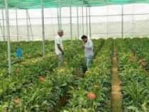 Horticulture organic Farming course