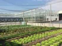 Rooftop Farming Business Course